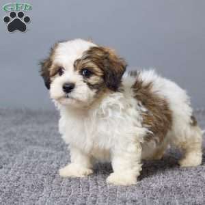 Lukas, Teddy Bear Puppy